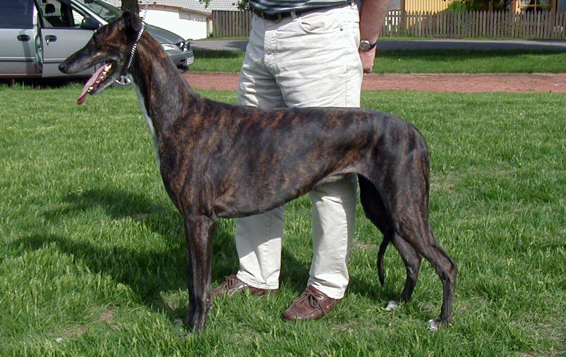 Greyhound — 1