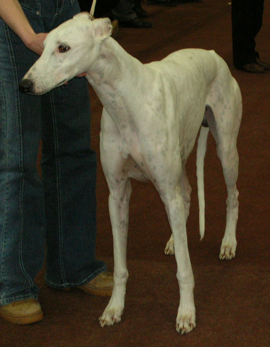 Greyhound — 4