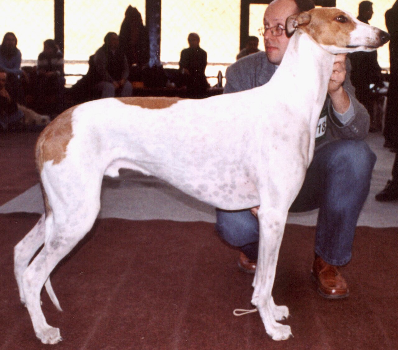 Greyhound — 5
