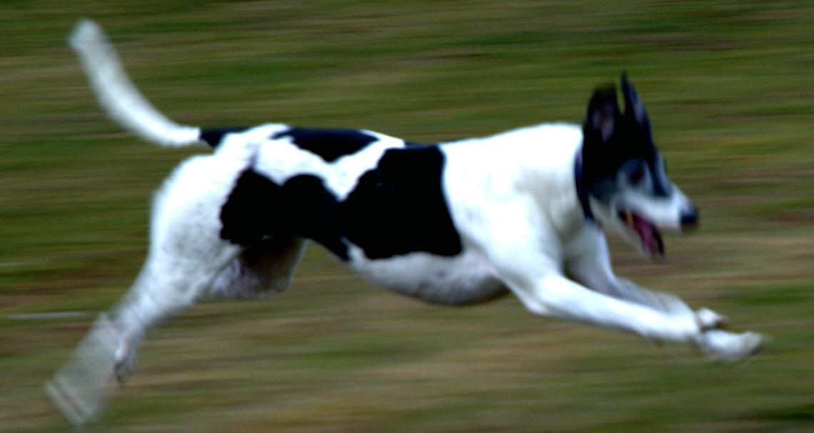 Greyhound — 6