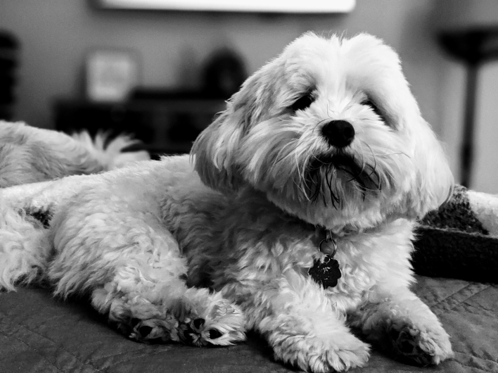 Havanese — 1