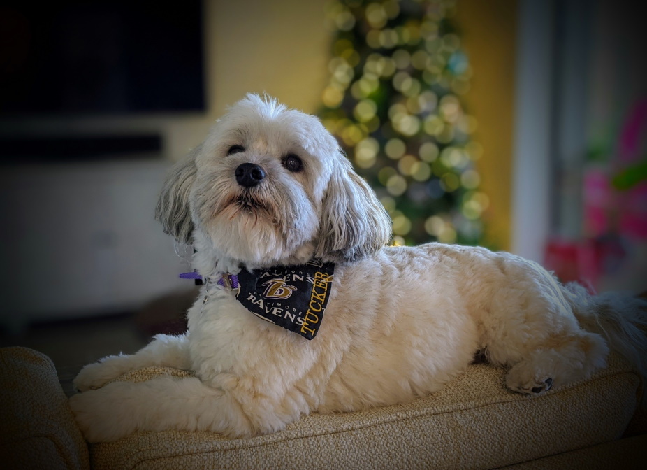 Havanese — 2