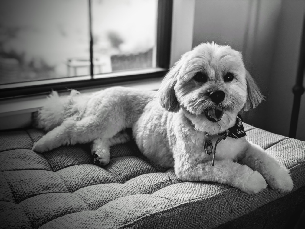 Havanese — 3