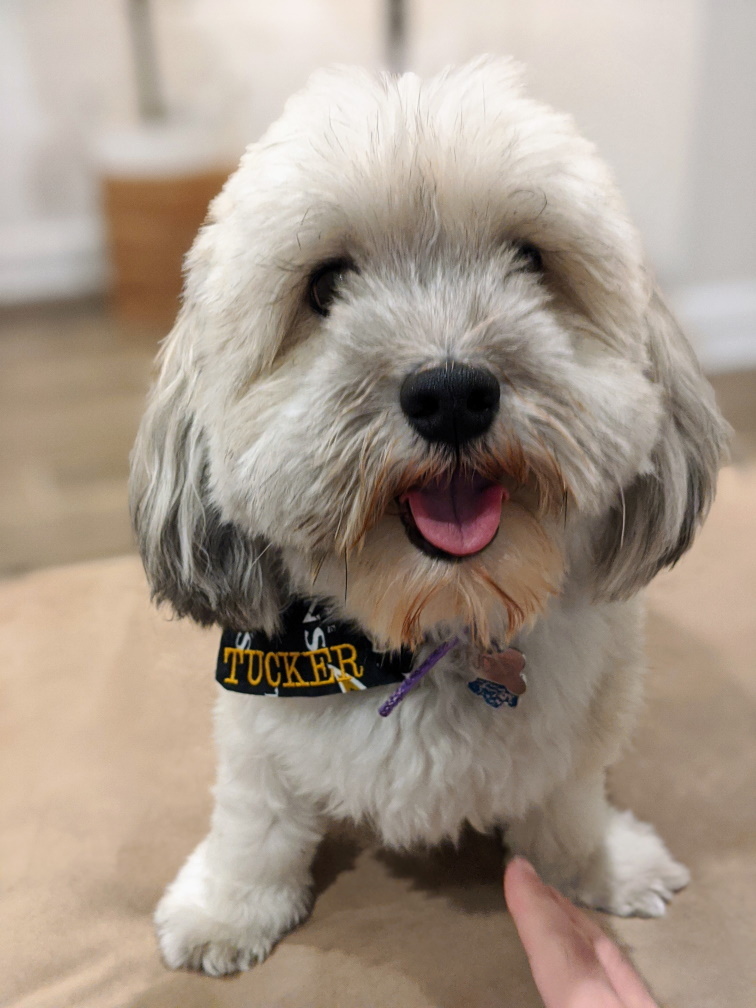 Havanese — 4