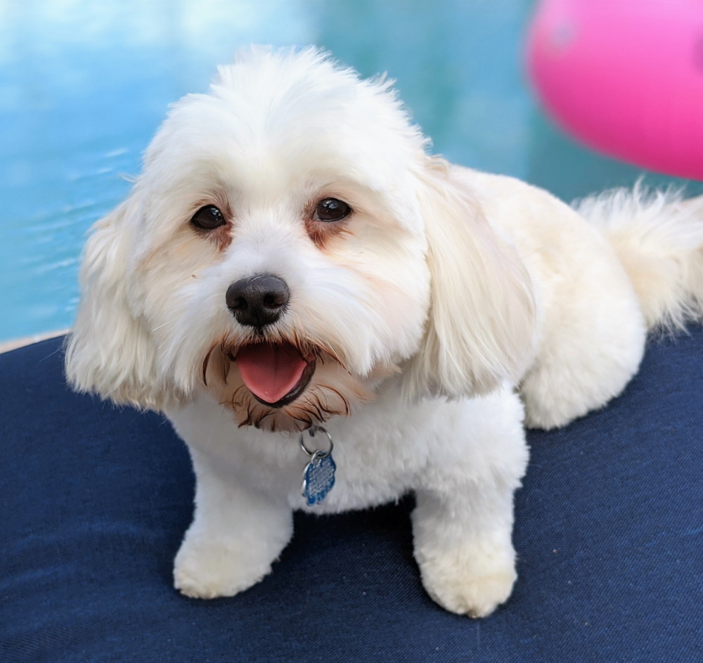 Havanese — 5