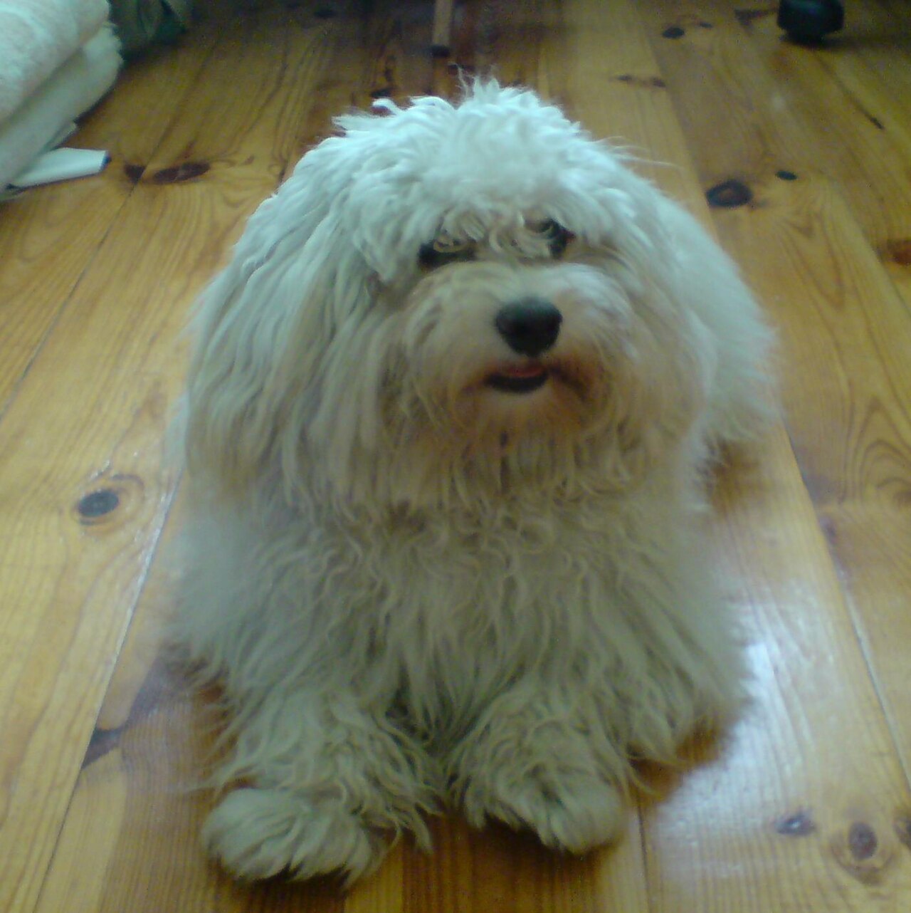 Havanese — 6