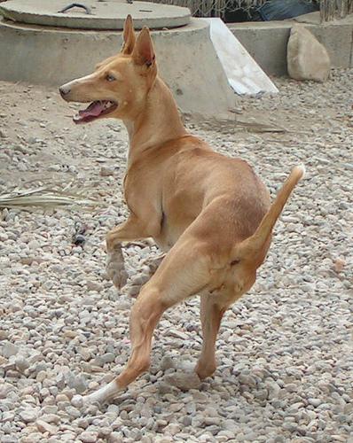Ibizan Hound — 1