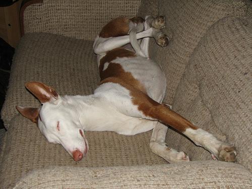 Ibizan Hound — 2