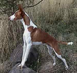 Ibizan Hound — 3
