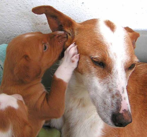 Ibizan Hound — 4