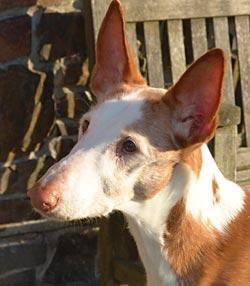 Ibizan Hound — 5