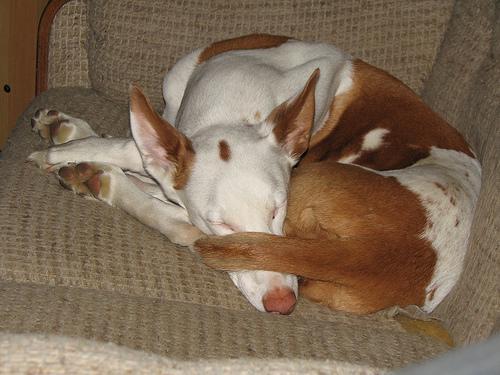 Ibizan Hound — 6