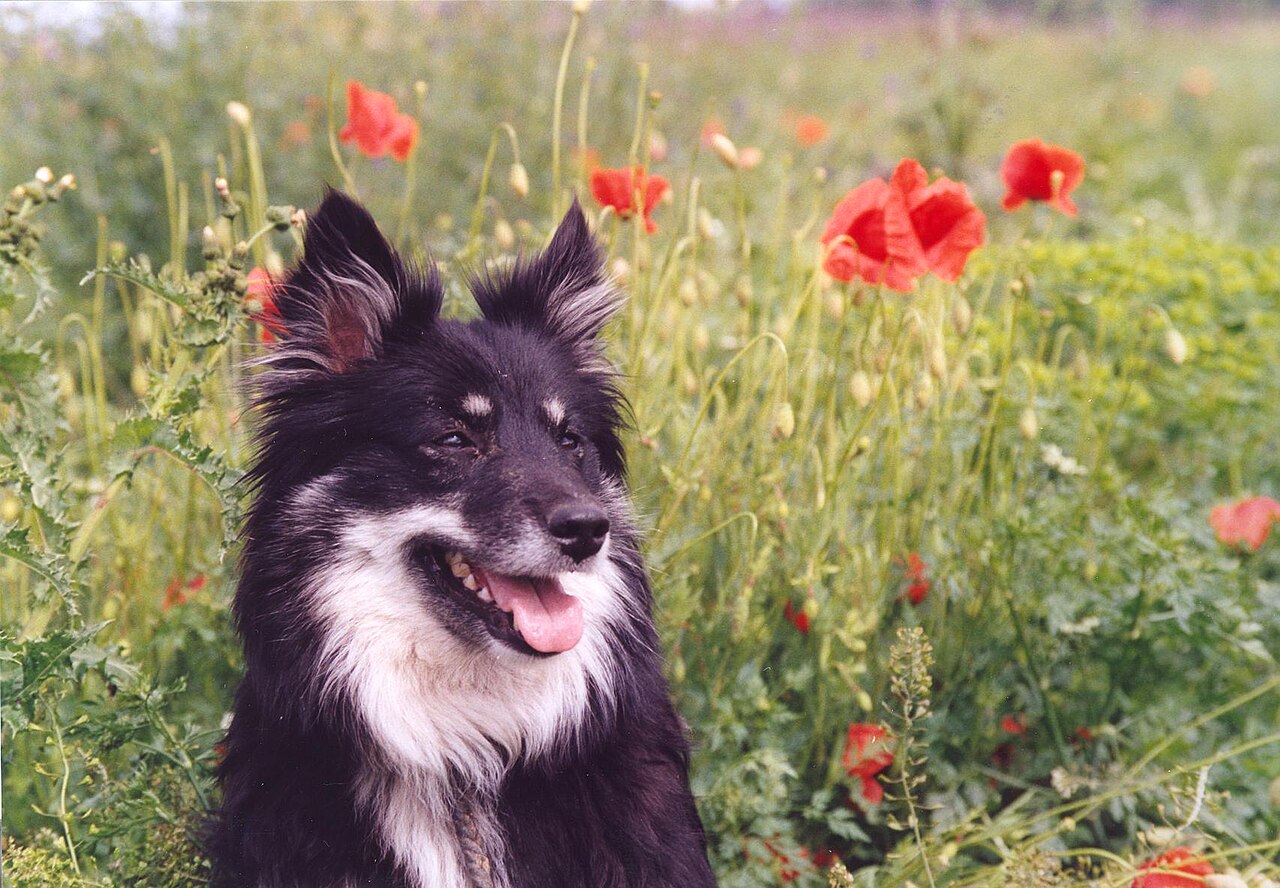 Icelandic Sheepdog — 1