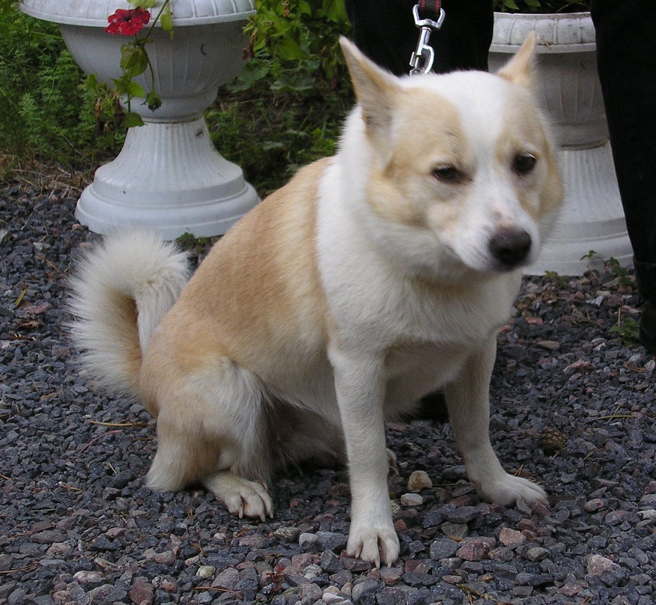 Icelandic Sheepdog — 2