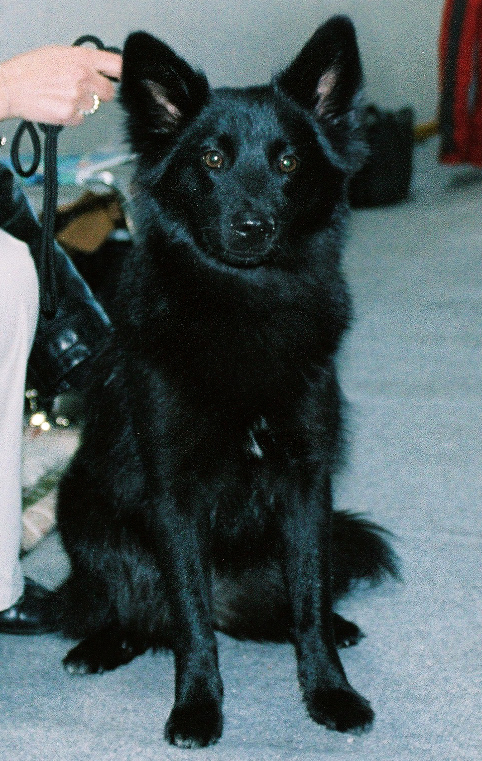 Icelandic Sheepdog — 4