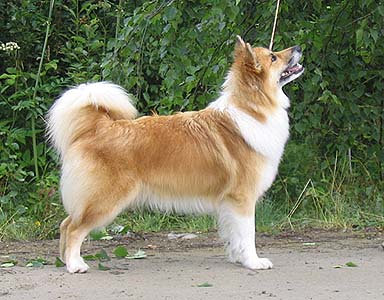 Icelandic Sheepdog — 5