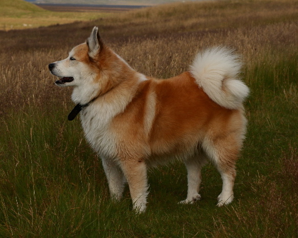 Icelandic Sheepdog — 6