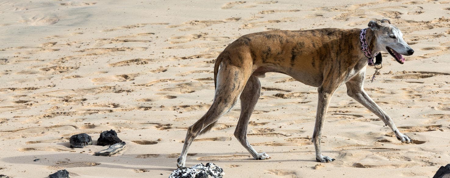 Indian Greyhound