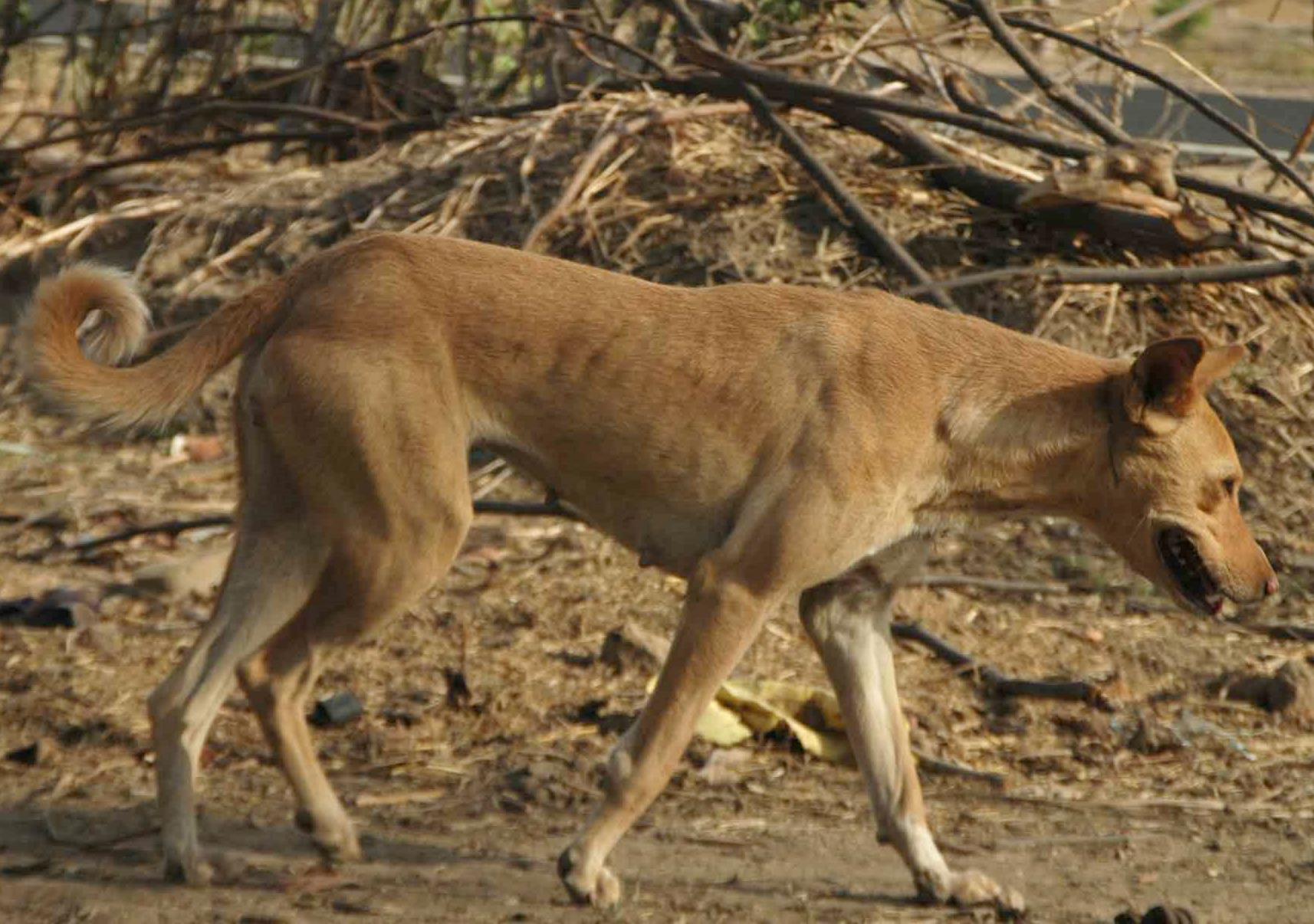 Indian Pariah Dog