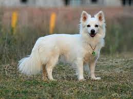 Indian Spitz — 1