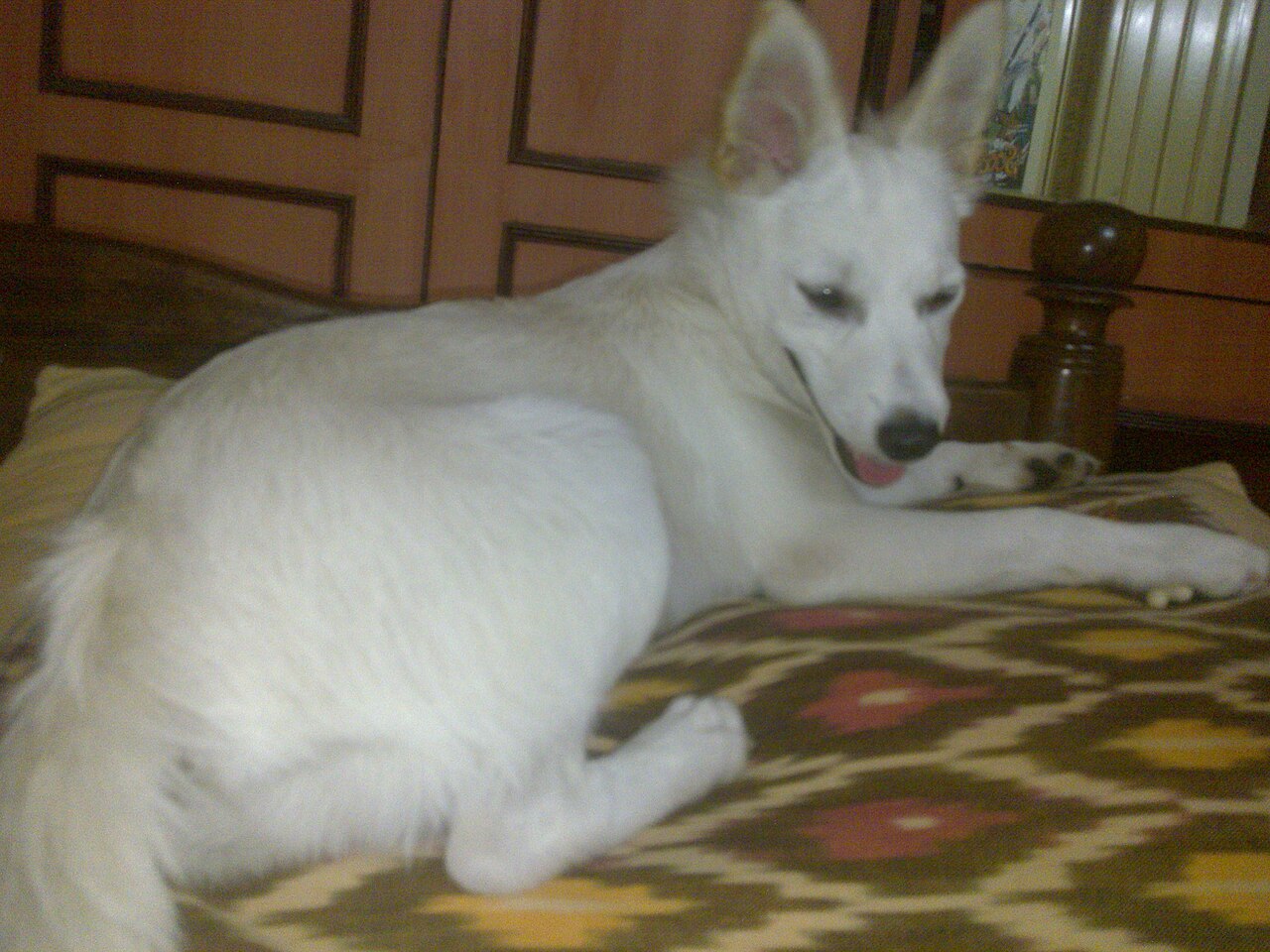 Indian Spitz — 2