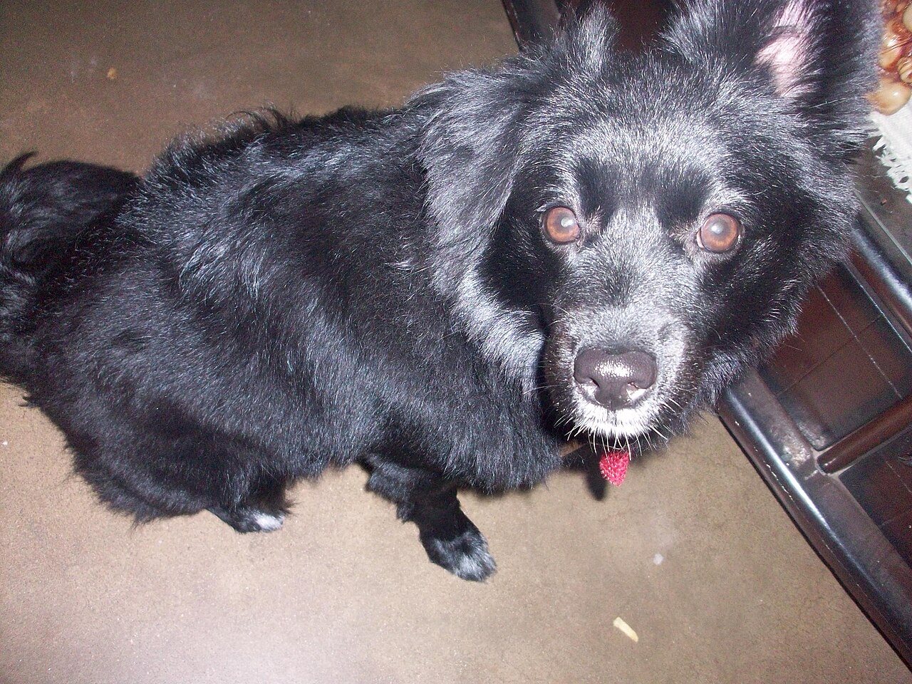 Indian Spitz — 3
