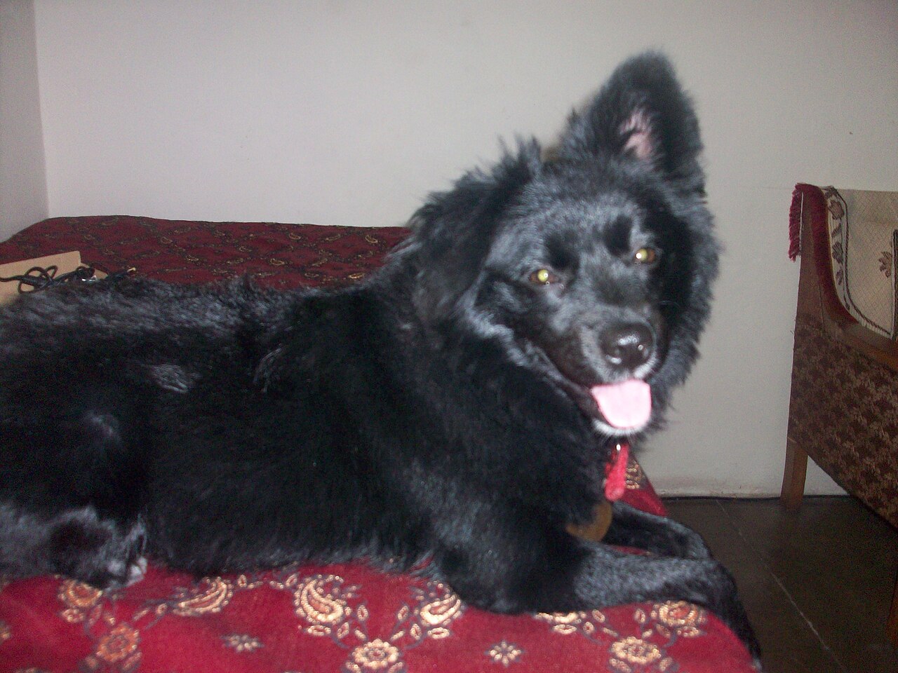 Indian Spitz — 4
