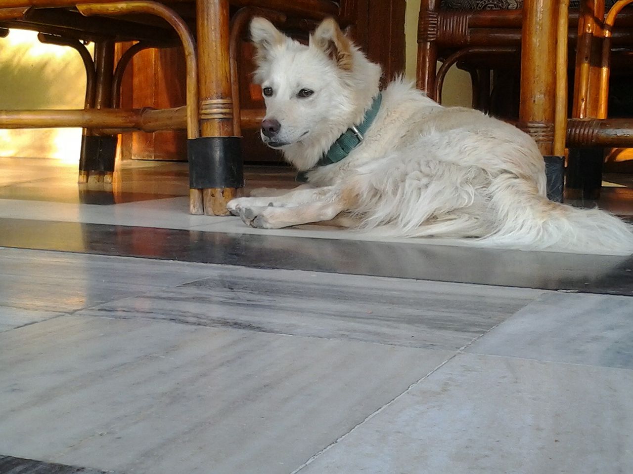 Indian Spitz — 5