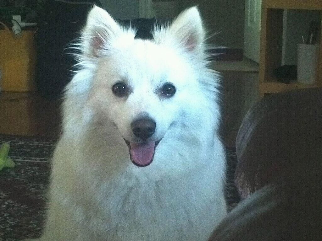 Indian Spitz — 6