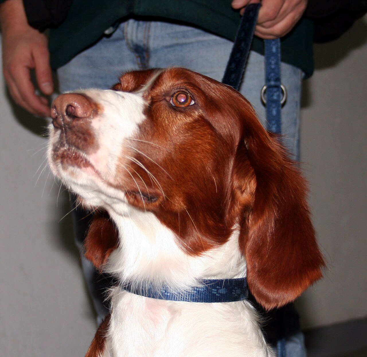 Irish Red and White Setter — 1