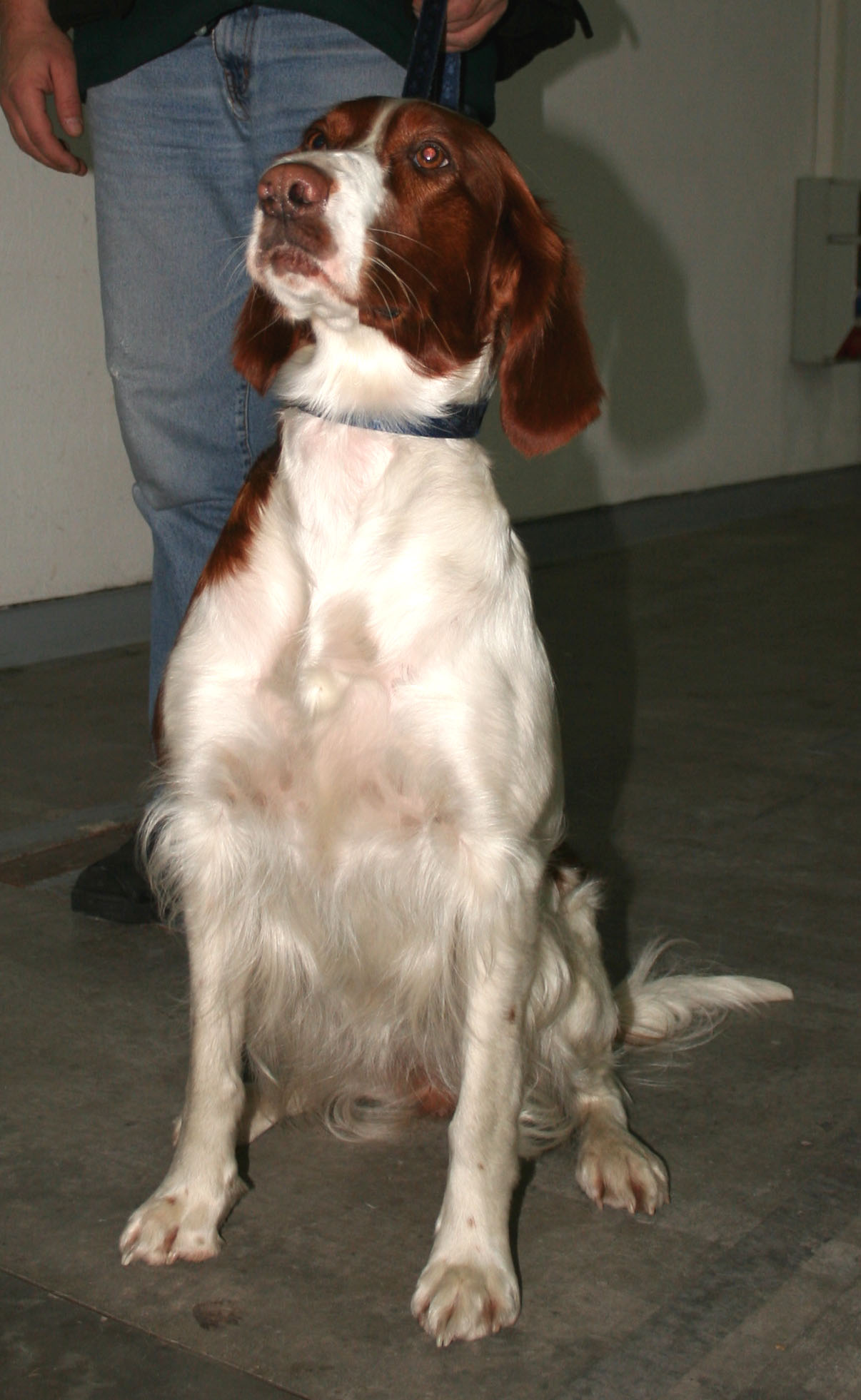 Irish Red and White Setter — 2