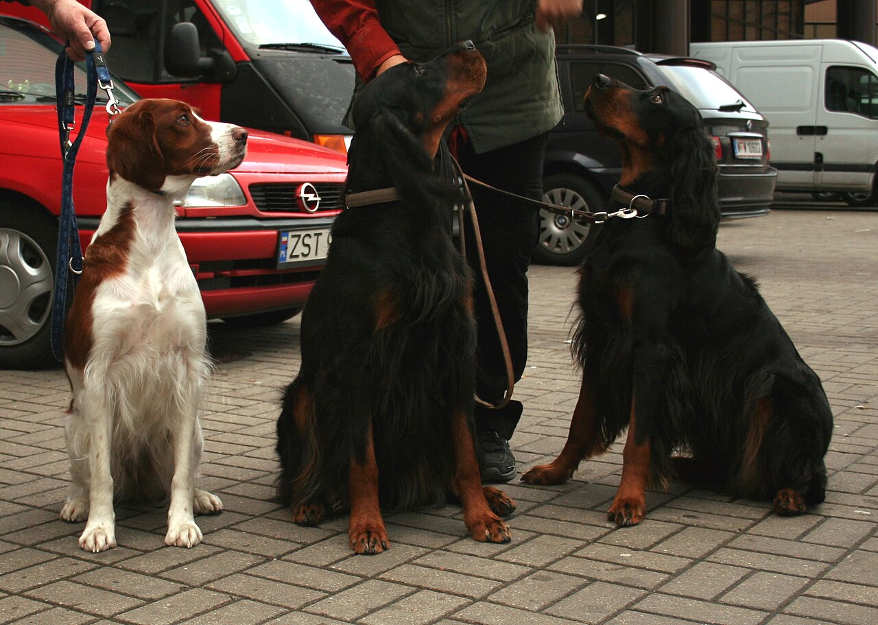 Irish Red and White Setter — 3