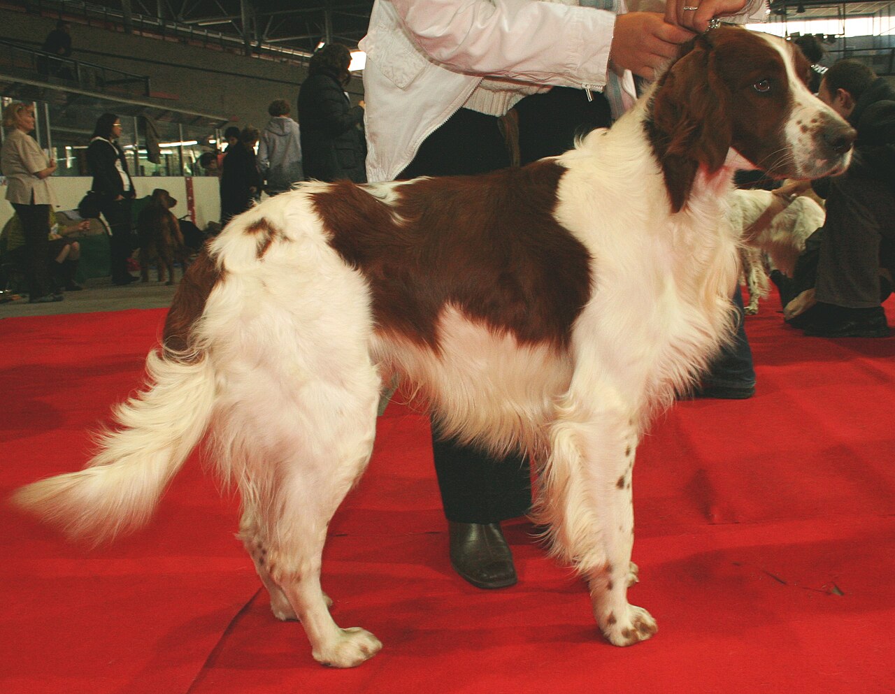 Irish Red and White Setter — 4
