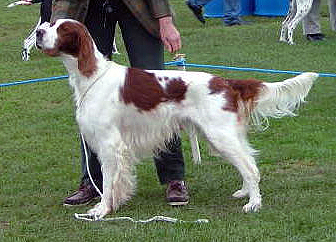 Irish Red and White Setter — 6