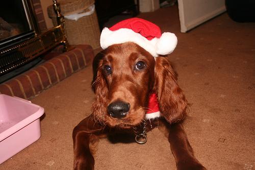 Irish Setter — 1