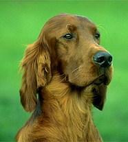 Irish Setter — 2