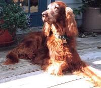 Irish Setter — 3
