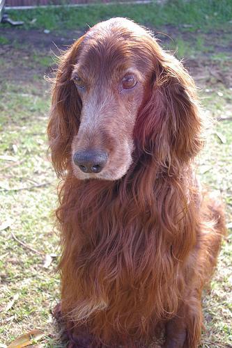 Irish Setter — 4
