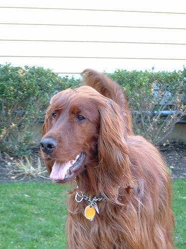 Irish Setter — 5