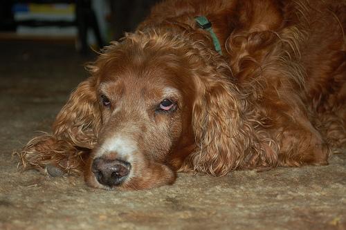 Irish Setter — 6
