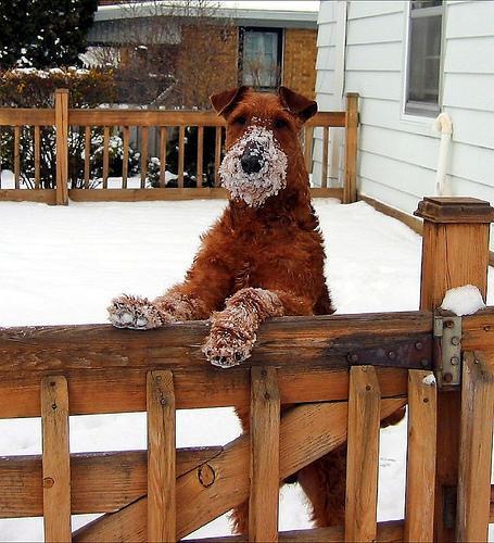 Irish Terrier — 1