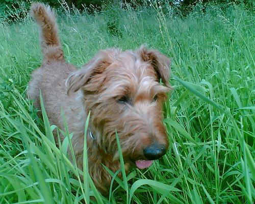 Irish Terrier — 2
