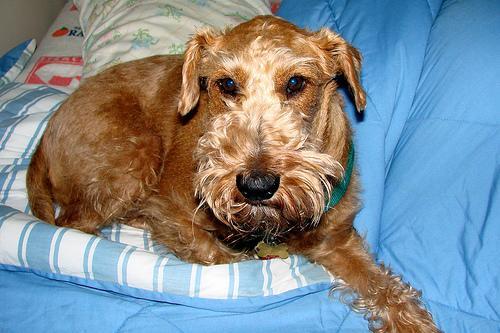 Irish Terrier — 3