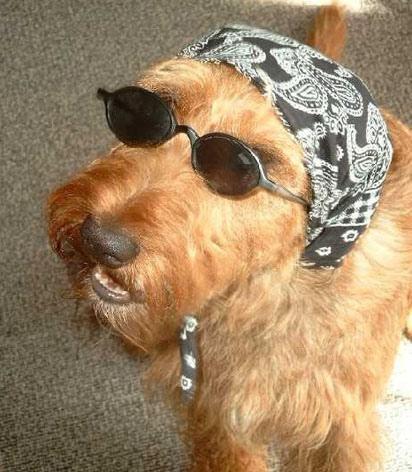 Irish Terrier — 4