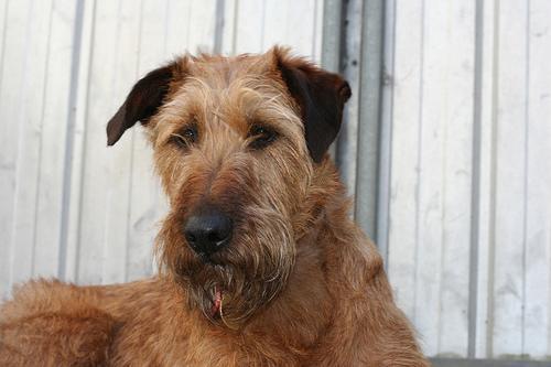 Irish Terrier — 5