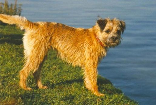 Irish Terrier — 6
