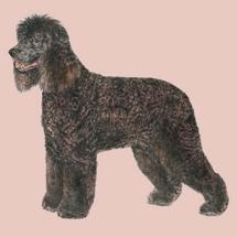 Irish Water Spaniel — 1