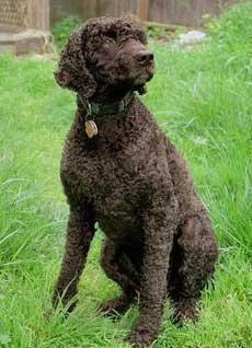 Irish Water Spaniel — 2