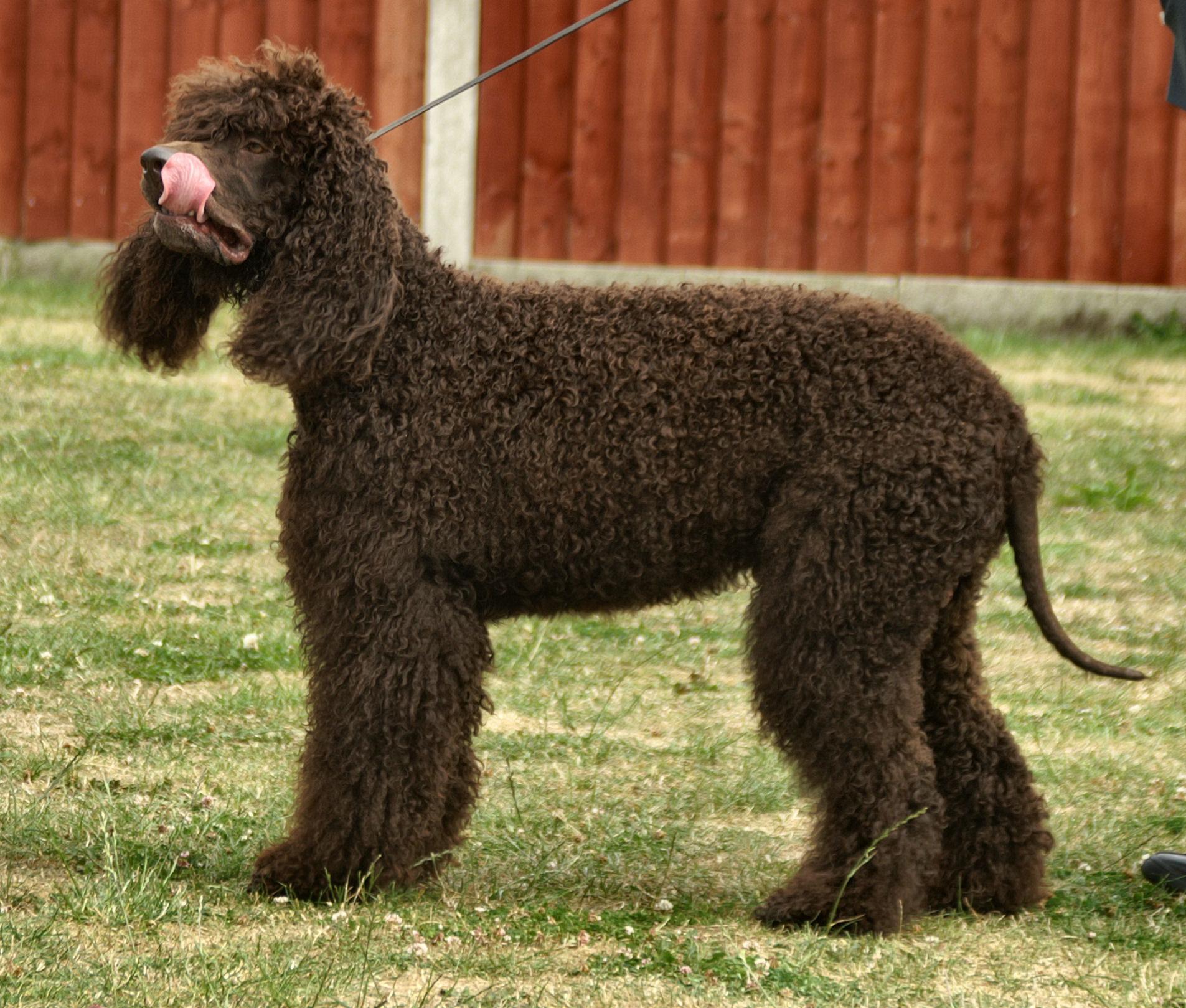 Irish Water Spaniel — 3