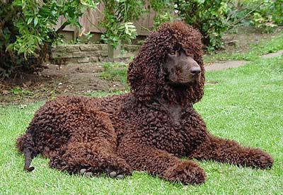 Irish Water Spaniel — 4